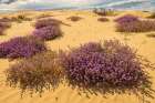 USA, California, Imperial Sand Dunes Recreation Area. Blooming verbena flowers. Art Print